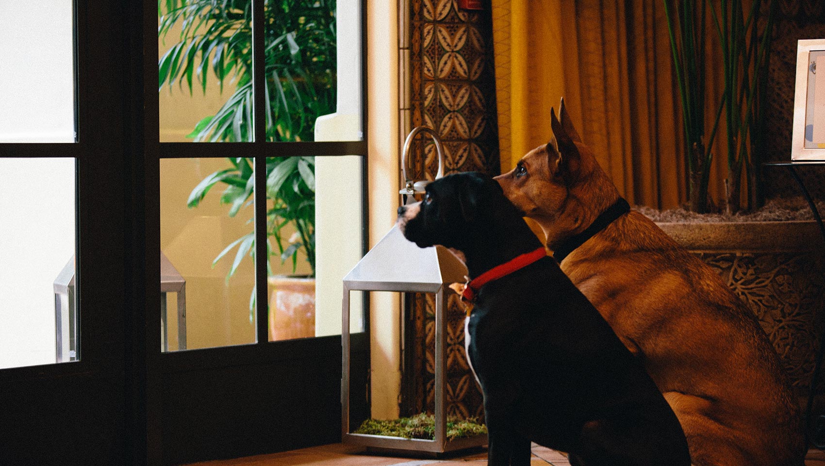 pet friendly hotels Portland OR