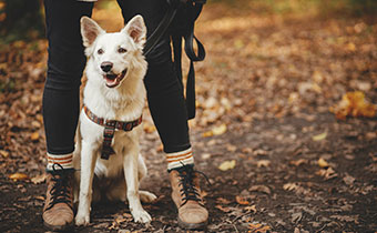 woman and dog on hiking trail