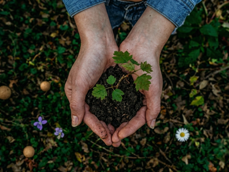 Two hands hold dark soil with fresh green leaves sprinkled on top.